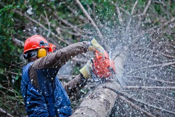 Trusted Tree Trimming Service to Improve Tree Health