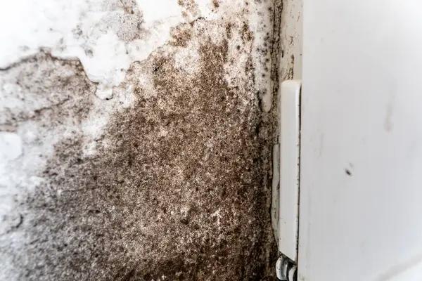 Protect Your Family with a Professional Henrico Mold Remediation Service