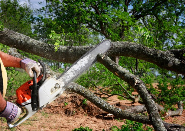 Skilled Tree Trimming Near Me for Improved Tree Growth and Safety