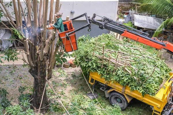 Local Shelton WA Tree Removal Experts for Safe Tree Services