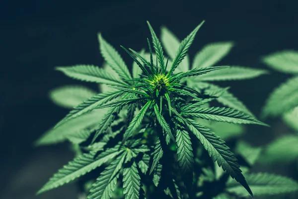 How Better Product Information Helps Hemp Consumers
