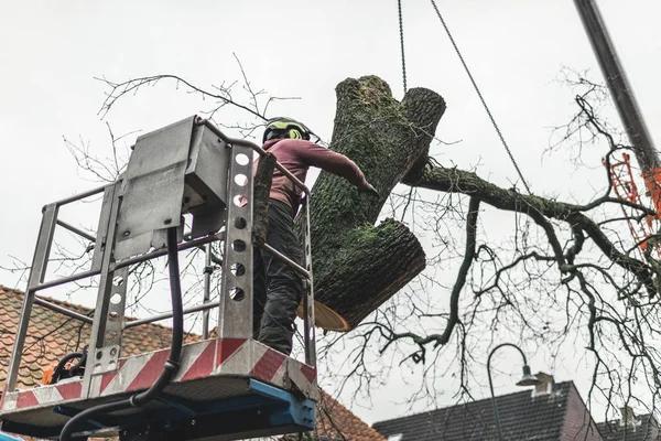 Comprehensive Tree Care Solutions for Every tree service Need